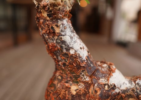 コミフォラ オルビクラリス　commiphora orbicularis