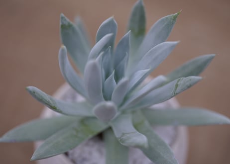 ダドレア　クサンチ　Dudleya  xantii