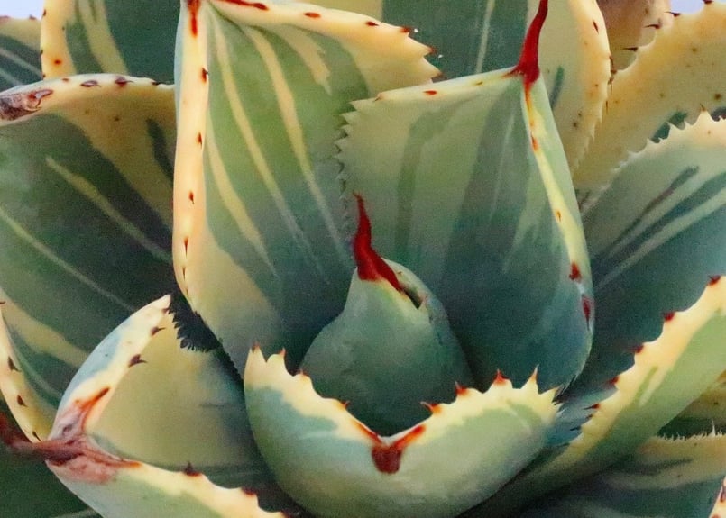 アガベ ライムストリーク | mana's farm:塊根植物・アガベ