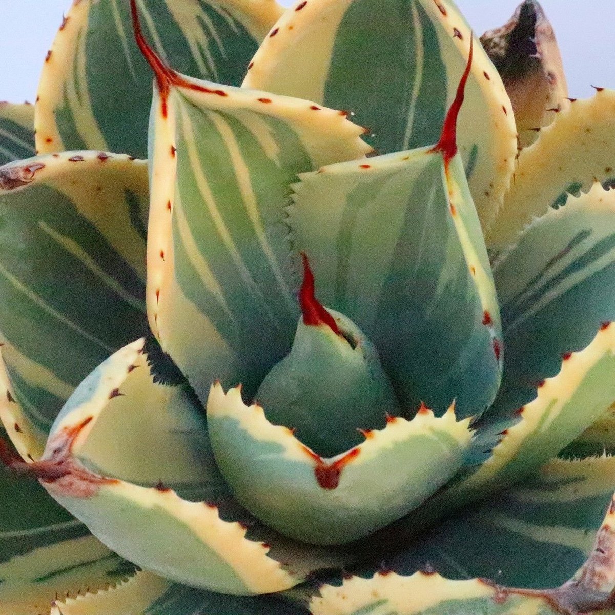 アガベ ライムストリーク | mana's farm:塊根植物・アガベ・ドライ