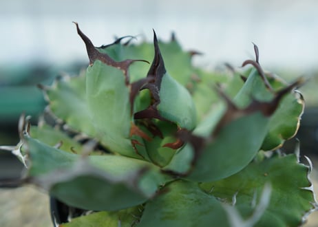 アガベ　チタノタ　黒鯨　Agave titanota black whales　No.2
