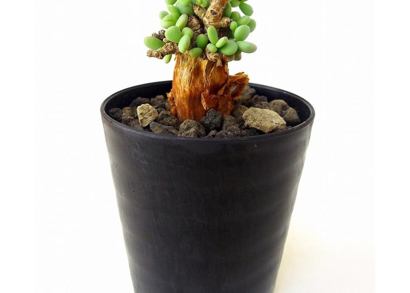 Ceraria pygmaea ケラリア・ピグマエア №5 | mana's farm:塊根