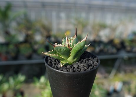 アガベ　チタノタ　MI02　agave titanota MI02