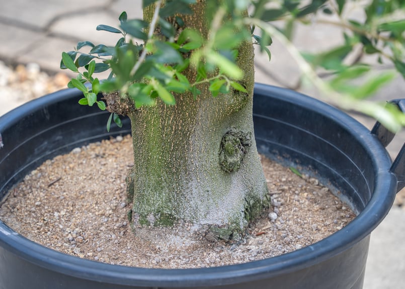 オリーブの木　ネバディロブランコ　15号　約150cm　NO.1804 古木 オリーブの木 ネバディロブランコ 15号 約150cm NO.1804 古木