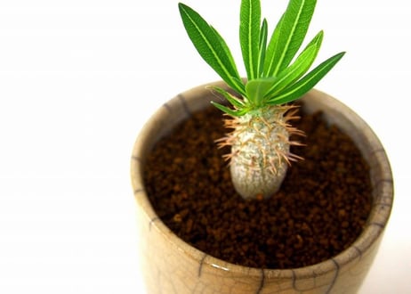 パキポディウム イノピナツム　Pachypodium inopinatum