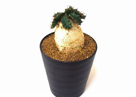 ユーフォルビア ステラータ 飛竜  Euphorbia stellata 2 未発根
