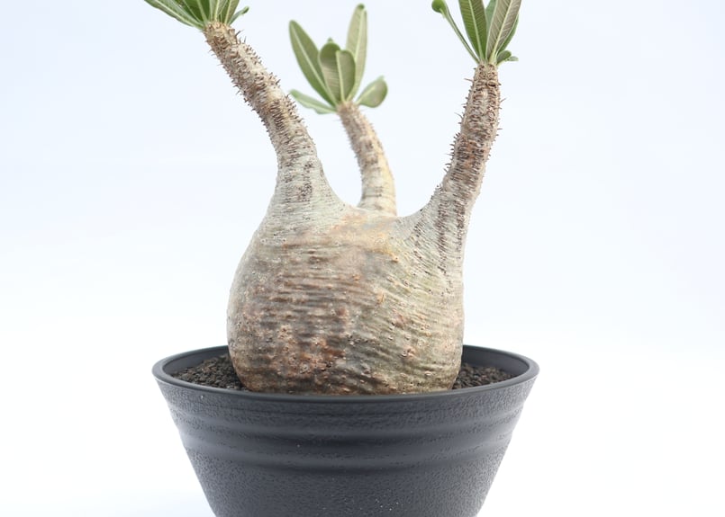 パキポディウム グラキリス no.14 | mana's farm:塊根植物・アガベ