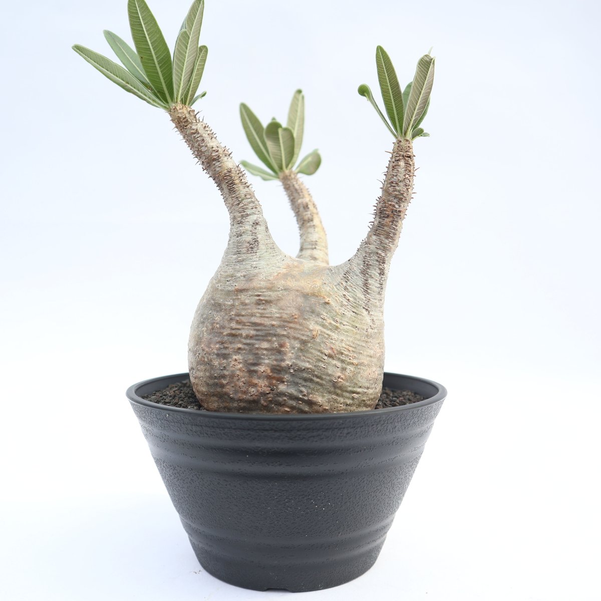 パキポディウム グラキリス no.14 | mana's farm:塊根植物