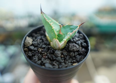 カキコアガベ　チタノタ　FO-76　agave titanota  FO-76　子株