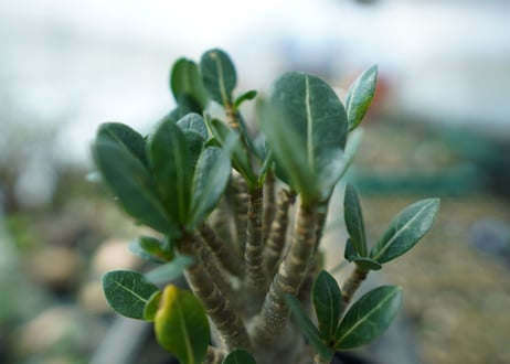 アデニウム　Adenium　No.1
