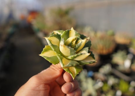 agave 王妃雷神黄中斑 NO.3
