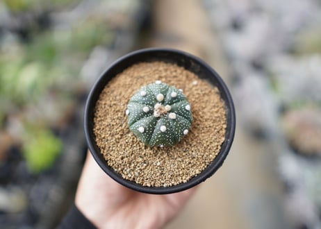 兜丸　アストロフィツム