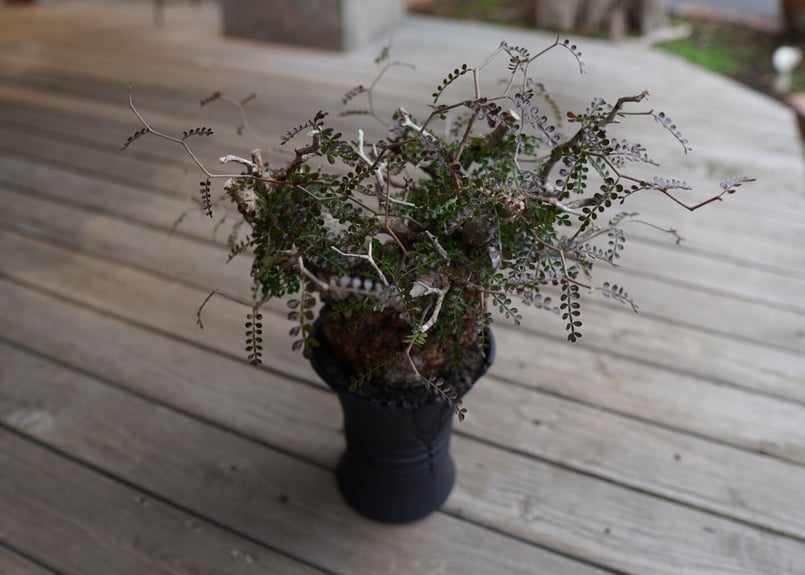 オペルクリカリア パキプス Operculicarya pachypus | mana's f