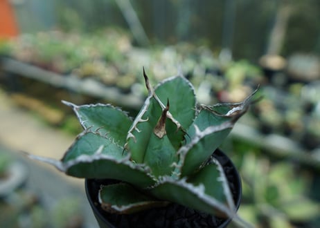 アガベ　チタノタ　白鯨　Agave titanota White whale