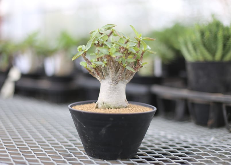 アデニウム ドワーフ モンスト | mana's farm:塊根植物・アガベ