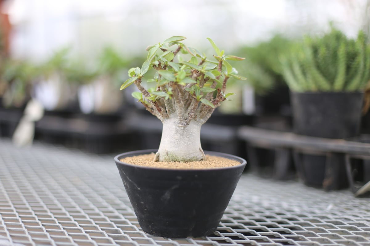 アデニウム ドワーフ モンスト | mana's farm:塊根植物・アガベ