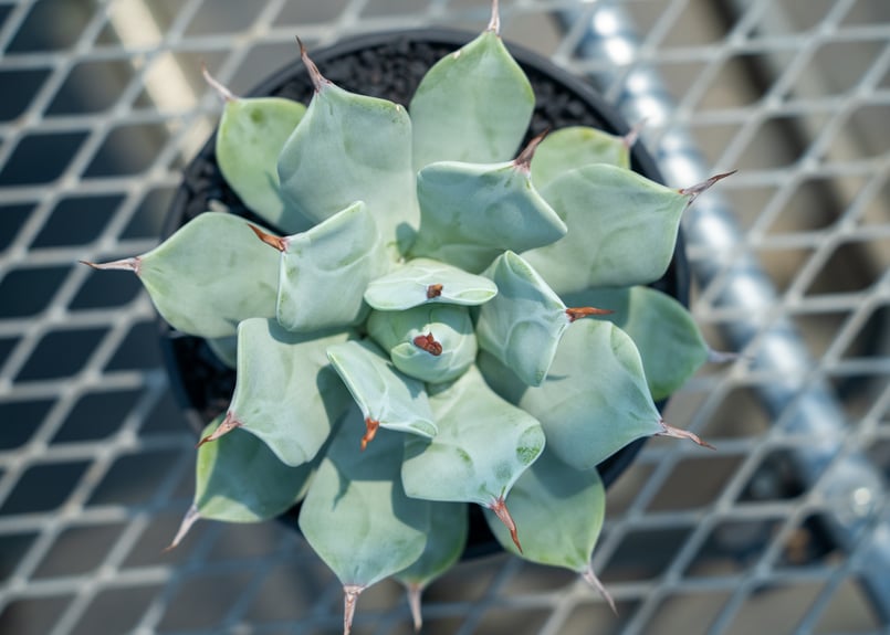 4月入荷 100粒+ アガベ イシスメンシス 種 種子 証明書あり0610 アガベ イシスメンシス 一本木 | mana's farm:塊根植物・アガベ