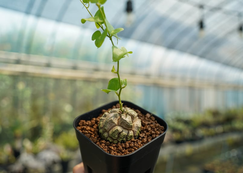 亀甲竜 No.10 | mana's farm:塊根植物・アガベ・ドライガーデン植物