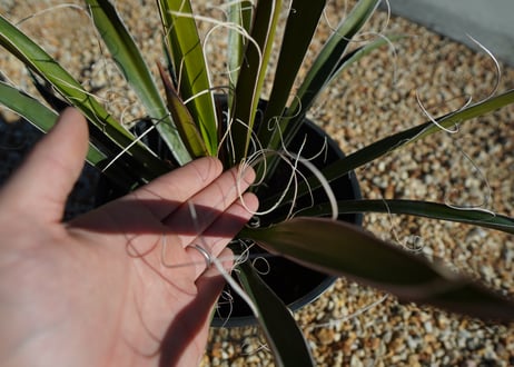 ユッカ　カルネロサーナ Yucca carnerosana  No.1