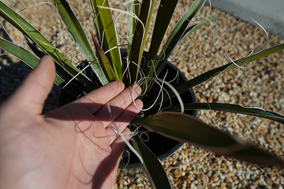 ユッカ カルネロサーナ Yucca carnerosana No.1 | mana's fa