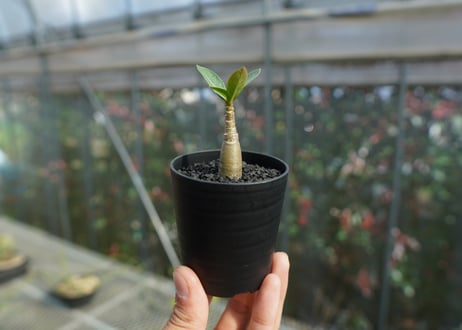 アデニウム　Adenium  No.2
