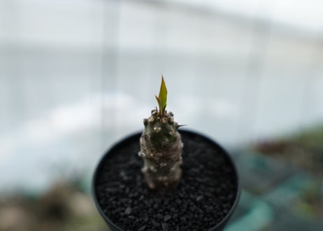 ユーフォルビア　パキポディオイデス  Euphorbia pachypodioides
