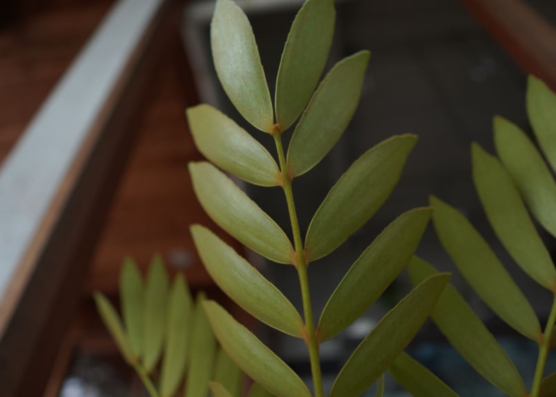 ザミア フロリダーナ Zamia floridana | mana's farm:塊根植物・ア