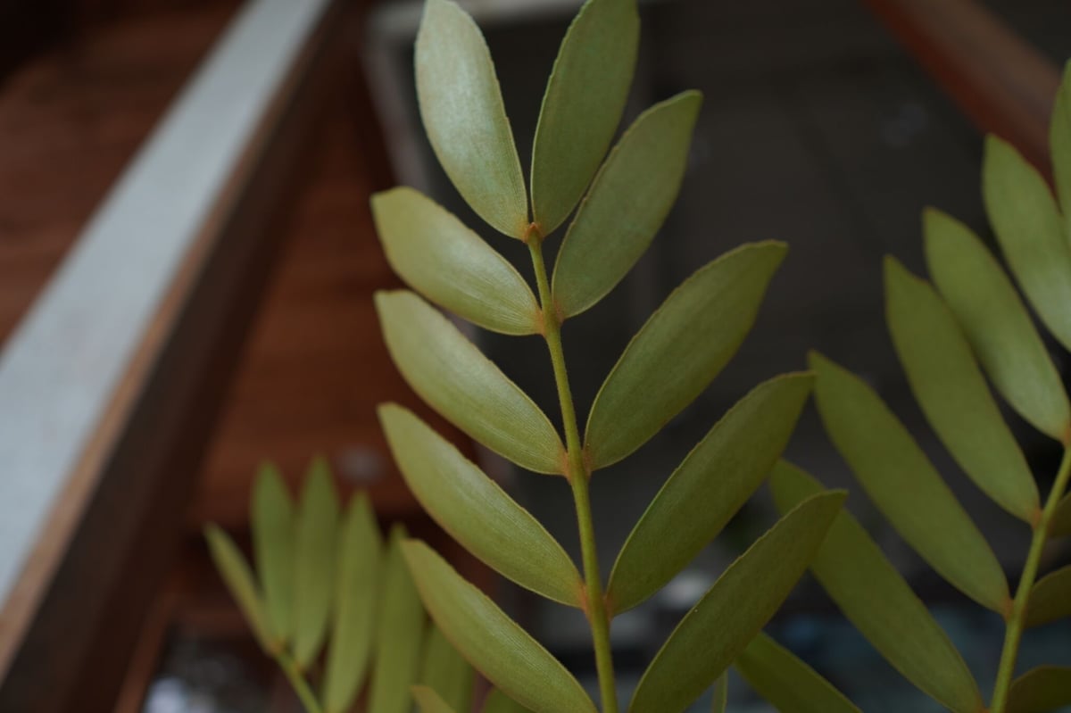 塊根植物・コーデックス Zamia floridana 277 ザミア フロリダーナ Zamia floridana | mana's farm:塊根植物・ア