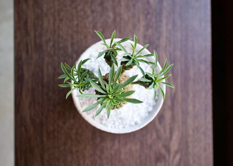 ソウラボアガベ　mana's farm ４周年祭限定アイテム ソウラボx マナズファーム Kabusemono アガベ 4周年 限定品