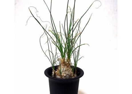 Albuca humilis　アルブカ・フミリス
