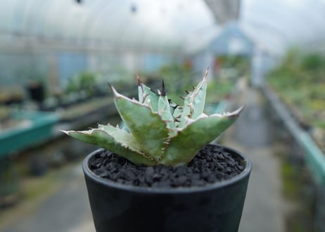 アガベ　チタノタ　ブルー　agave titanota Blue