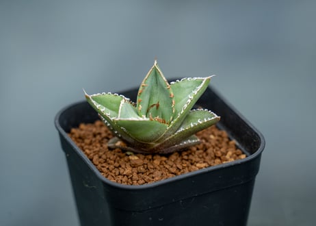 CATEGORY 〜5000 | mana's green:塊根植物販売|マナズグリーン CATEGORY 〜5000 | mana's green:塊根植物販売|マナズグリーン