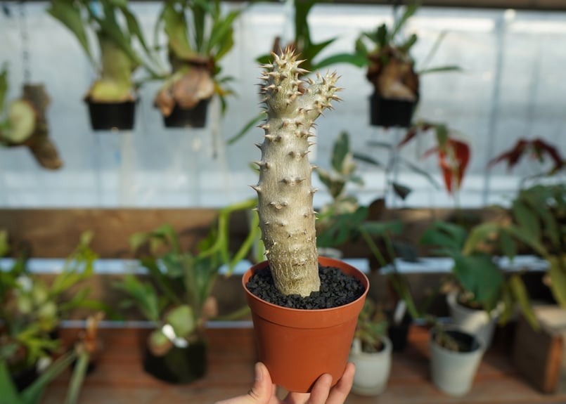 パキポディウム デンシフローラム No.3 | mana's farm:塊根植物