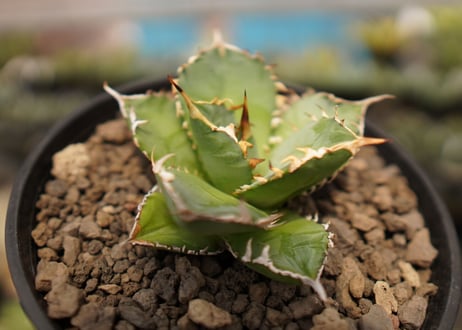 Agave titanota FO-76  A NO.1