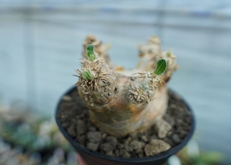 パキポディウム　エブレネウム　Pachypodium eburneum　No.2