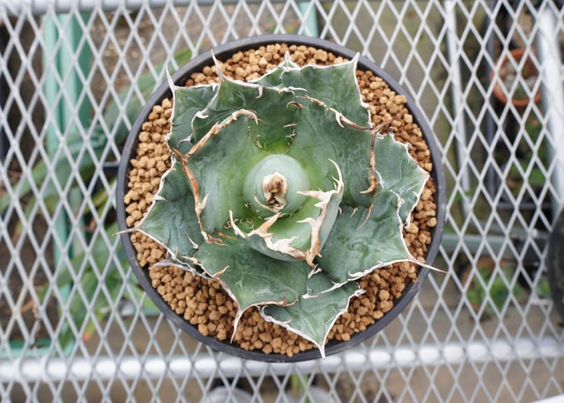 【一点もの】存在感抜群！アガベ チタノタ 白鯨 鉢ごと発送 葉焼けあり 特価 アガベ・チタノタ ”白鯨” 3.5号鉢 | | チタノタ銘品シリーズ | 四国