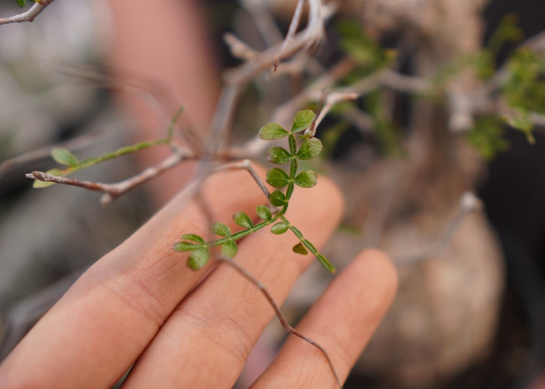 オペルクリカリア パキプス No.2 | mana's farm:塊根植物・アガベ