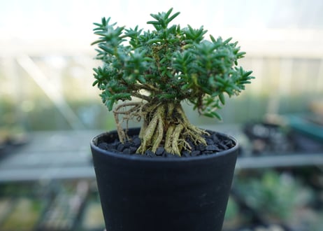 トリコディアデマ ステラツム　Trichodiadema stellatum  No.4