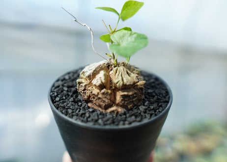 亀甲竜　Dioscorea elephantipes　No.1