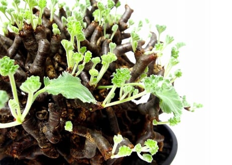 ペラルゴニウム　ミラビレ　Pelargonium mirabile　№2