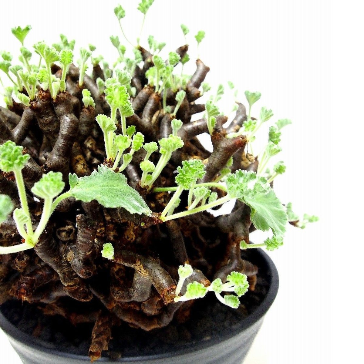 ペラルゴニウム ミラビレ Pelargonium mirabile №2 | mana's g ペラルゴニウム ミラビレ Pelargonium mirabile №2 | mana's g
