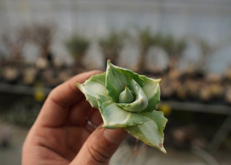アガベ　王妃雷神錦　白中斑　Agave　“Ohi Raijin Nishiki Shironakahu”   No.2