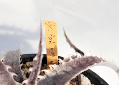 Dyckia  Rock x ML Red