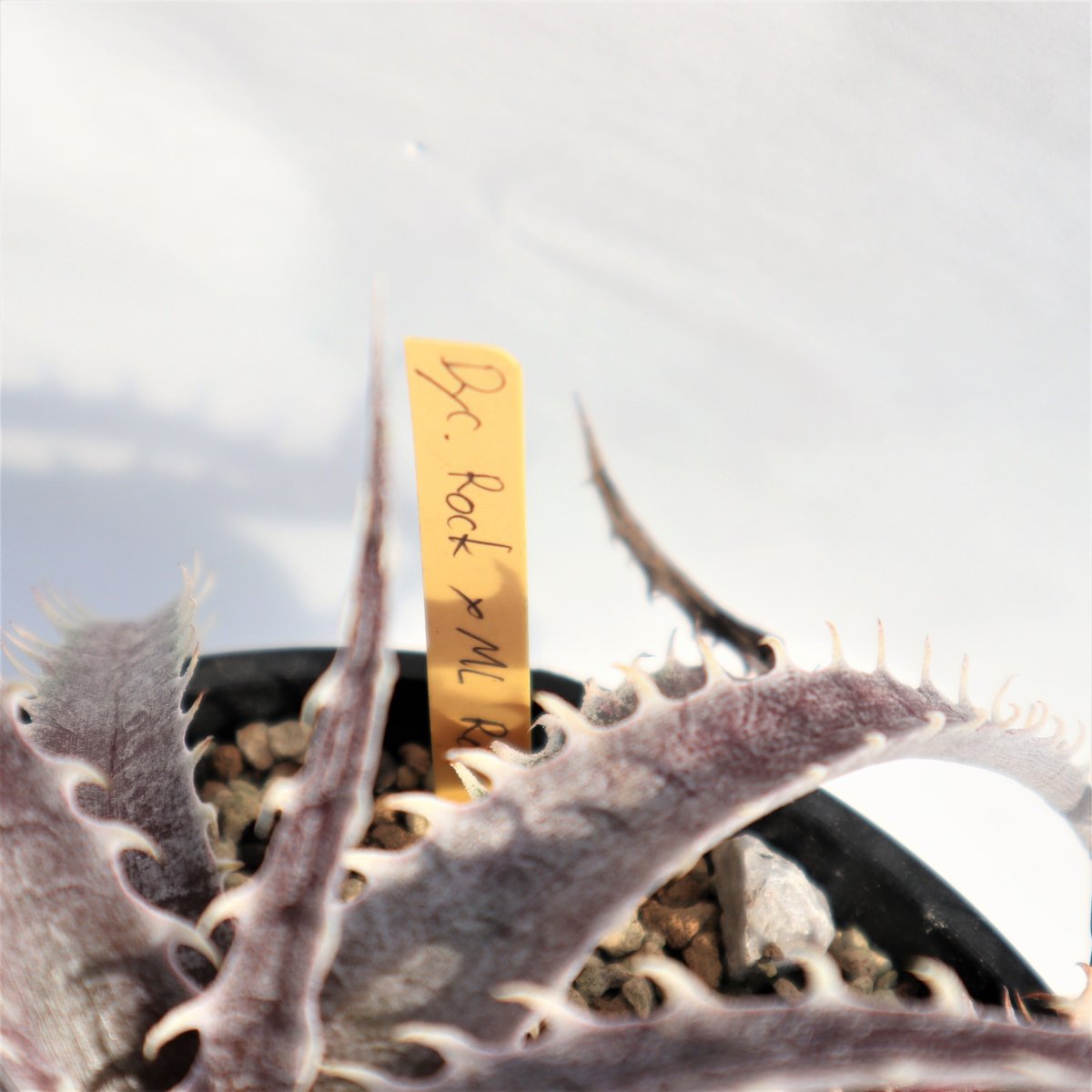 Dyckia Rock x ML Red | mana's farm:塊根植物・アガベ・ドラ