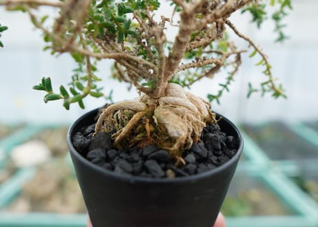 姫紅小松　Trichodiadema bulbosum  No.2
