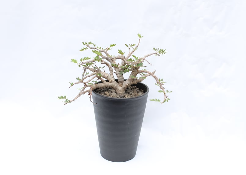 センナ メリディオナリス | mana's green:塊根植物販売|マナズ センナ メリディオナリス | mana's green:塊根植物販売|マナズ