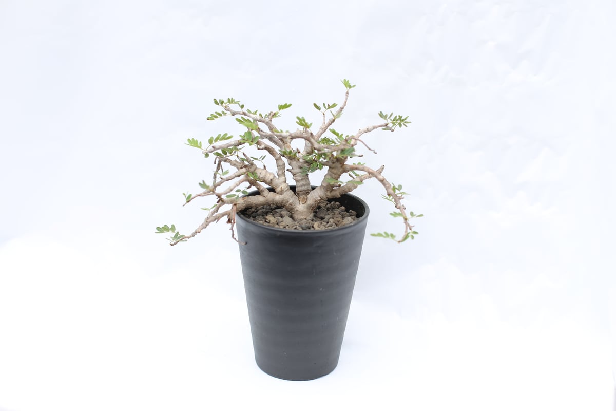 センナ メリディオナリス | mana's green:塊根植物販売|マナズ センナ メリディオナリス | mana's green:塊根植物販売|マナズ