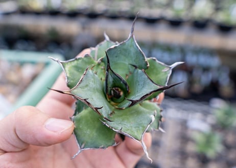 Agave titanota hades No.3