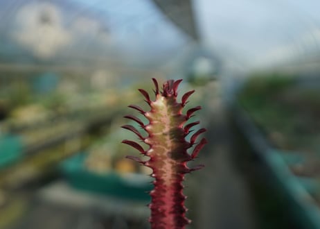 ユーフォルビア　紅彩雲閣　Euphorbia trigona f. rubra　No.2