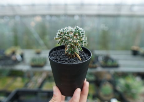 トリコディアデマ　デンサム　Trichodiadema densum  No.2